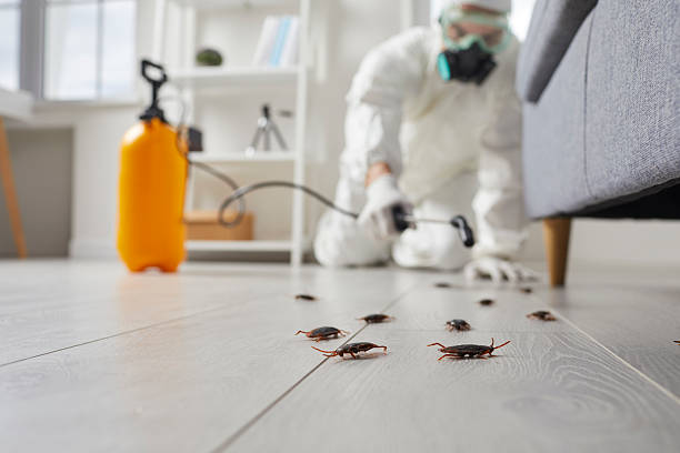 Commercial Rodent Management in Quitman